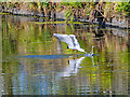 SD7807 : Black-headed Gull on the Manchester, Bolton and Bury Canal by David Dixon