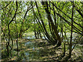 SE3423 : Stanley Marsh nature reserve: marshland by Stephen Craven