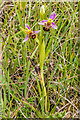 TQ2252 : Bee Orchid (Ophrys apifera) by Ian Capper