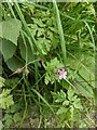 TF0820 : Seedheads on Herb Robert by Bob Harvey