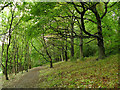 SE3137 : Row of trees in Gledhow Valley Woods by Stephen Craven