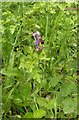 SK6144 : Gedling Country Park Wildlife, 5/6/2020  6 by Alan Murray-Rust