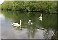 NO2812 : Swans on Birnie Loch by Bill Kasman