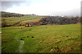 SD9388 : Field barn in Semerdale by Andy Waddington