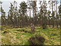 NH6737 : Chambered Cairn in Tomfat Plantation by valenta