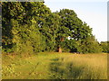 TL5602 : Margin on hay meadow, Chipping Ongar by Roger Jones