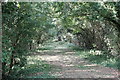 SO5630 : Old railway trackbed at Ballingham by John Winder