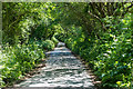 SW9346 : Sun dappled country lane by Mike Lyne