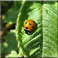 NT2271 : 7-spot Ladybird - Coccinella septempunctata by M J Richardson