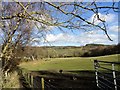 NZ1557 : Grazing field at Lintzford by Robert Graham