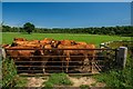 SK3522 : Entrance to an agricultural field and footpath, Ticknall by Oliver Mills