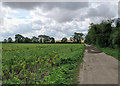 TL5255 : Fulbourn: the edge of the Cambridgeshire Fens by John Sutton