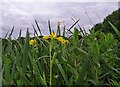 NZ0950 : Yellow Iris at the Grove by Robert Graham