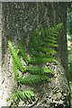 SK2563 : Bracken frond beside an oak by David Lally