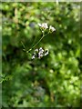 TF0820 : Valeriana officinalis by Bob Harvey