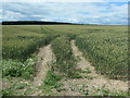 SE8846 : Wheatfield, Londesborough Wold by Christine Johnstone