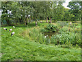 SD4314 : White Stork Enclosure/Wildfowl Garden, Martin Mere by David Dixon