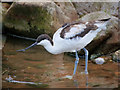 SD4214 : Avocet at Martin Mere by David Dixon