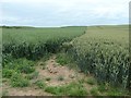 TA1874 : Oats and wheat near a 97 metre spot height by Christine Johnstone