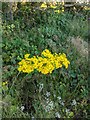 TF0820 : Common ragwort by Bob Harvey