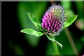 H4875 : Developing clover head, Boheragh by Kenneth  Allen