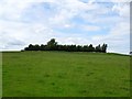 SK2923 : Stand of trees on Bretby Mount by Ian Calderwood