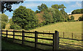 SX9491 : Overgrown hedge, Ludwell Valley Park by Derek Harper