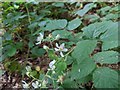 TF0820 : Bramble still in flower by Bob Harvey