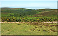 ST1438 : Stert Combe, Quantocks by Derek Harper