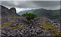 SH5960 : Lone Tree, Dinorwic Quarry by Brian Deegan