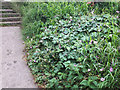 SE2534 : Wild geraniums by an urban footpath by Stephen Craven