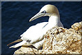 NJ8267 : Northern Gannet (Morus bassanus) by Anne Burgess