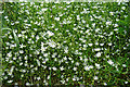 NJ4048 : Lesser Stitchwort (Stellaria graminea) by Anne Burgess