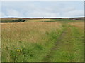 NT6563 : Grassy track near the Whiteadder Reservoir by M J Richardson