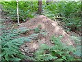 NZ0356 : Wood ant nest, Wild Wood by Adrian Taylor