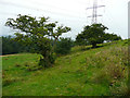 SE2400 : Hawthorn trees in a field above Sheephouse Wood, Langsett by Humphrey Bolton