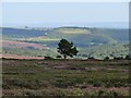 SE6692 : Lone tree on the moor by Gordon Hatton