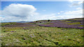 NY7305 : Heather mosaic on Smardale Fell by Andy Waddington