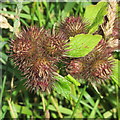 NT2469 : Burdock burrs by M J Richardson