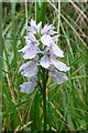 NJ0039 : Heath Spotted Orchid (Dactylorhiza maculata) by Anne Burgess