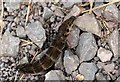 NO5250 : Elephant Hawk Moth Caperpillar by Mary Rodgers