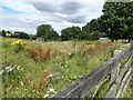 NZ1554 : Wild flowers on a vacant plot at Dipton by Robert Graham