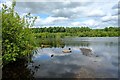 SJ5471 : Blakemere Moss, Delamere Forest by Jeff Buck