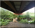 SO8274 : Silverwoods Way Bridge 10A crossing the River Stour by Mat Fascione