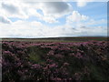 NT6460 : Heather on Duddy Bank by M J Richardson