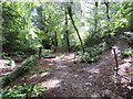 ST4555 : Footpath through woods near Cheddar by Malc McDonald