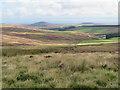 NT6660 : Lammermuir landscape by M J Richardson