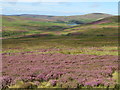 NT6461 : Heather on Duddy Bank by M J Richardson