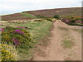 ST1340 : Track on the Quantock Hills near Bicknoller by Malc McDonald