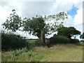 TF8134 : Storm-damaged tree, west of Jack's Lane wind farm by Christine Johnstone